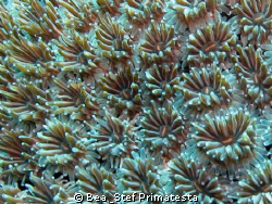 Coral close-up, (Galaxea fascicularis). Canon G9 with Ino... by Bea & Stef Primatesta 